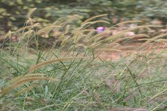 Pennisetum pedicellatum